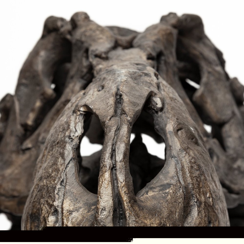 Authentic Replica T Rex Skull Sculpture