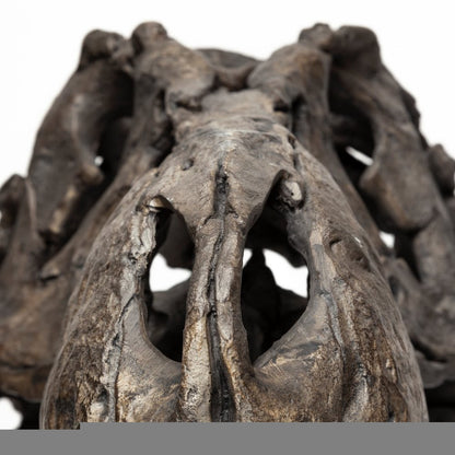 Authentic Replica T Rex Skull Sculpture